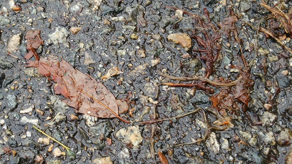 道路に落ちている濡れた落ち葉