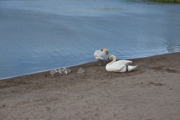 ヘルシンキ市内の湖沿いにいる水鳥の親子