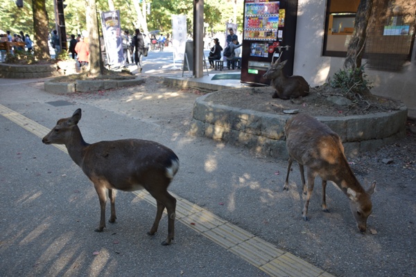 奈良公園 鹿