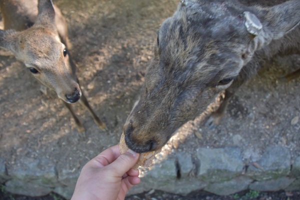 奈良公園 鹿 鹿せんべい
