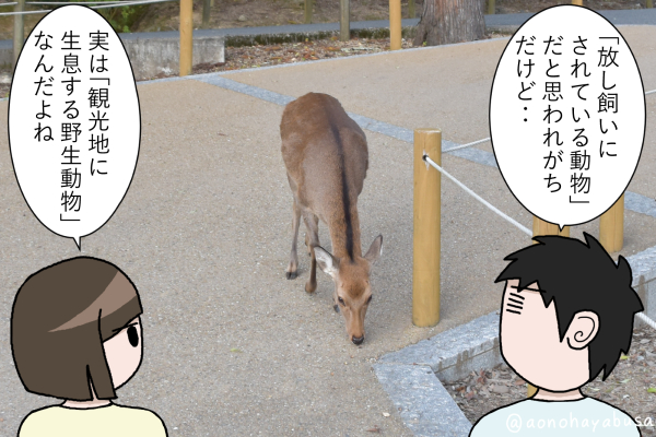 奈良公園 鹿 鹿を眺める人